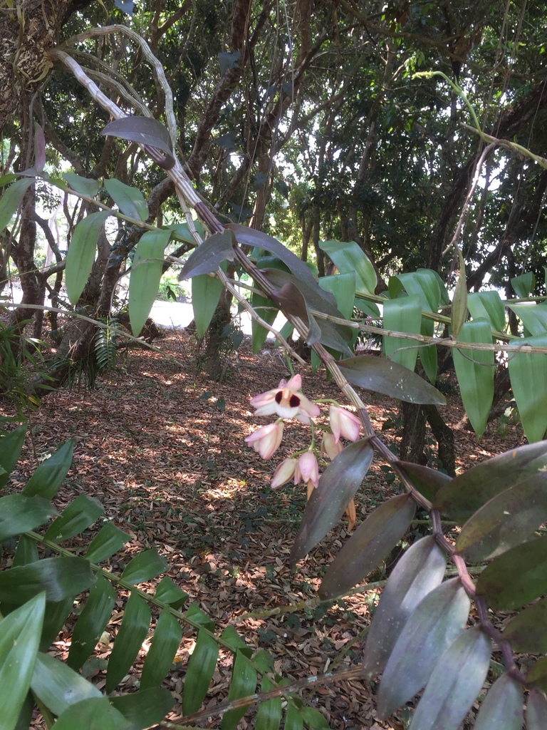Dendrobium pulchellum