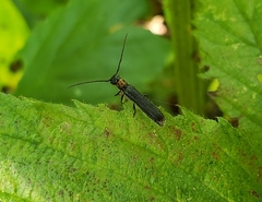 Oberea perspicillata