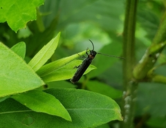 Oberea perspicillata