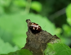 Cryptocephalus badius