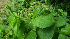 Cryptocephalus badius