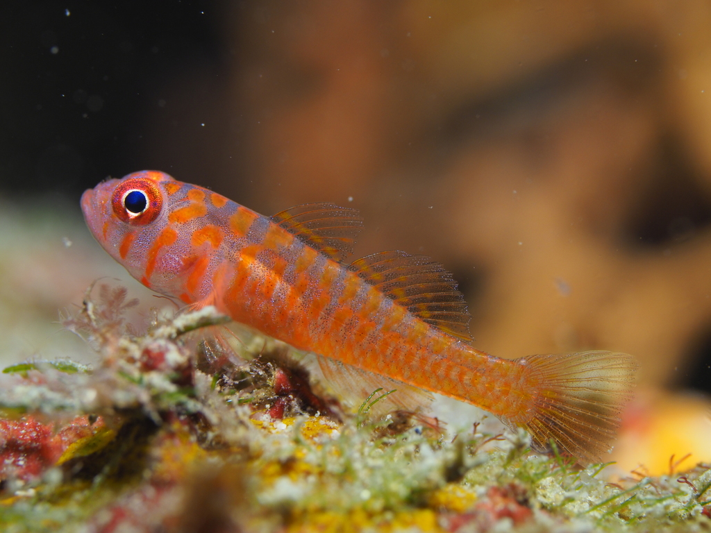Okinawa pygmygoby (Trimma okinawae) — Gobiidae