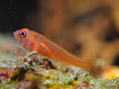 Trimma okinawae