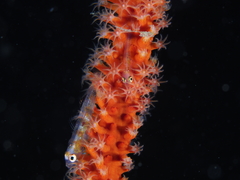 Bryaninops
