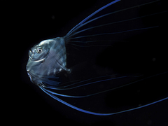 Caranginae
