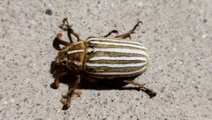 Polyphylla decemlineata