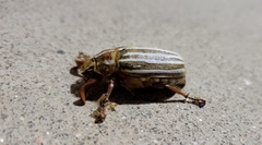 Polyphylla decemlineata