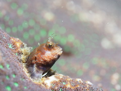 Parablennius yatabei