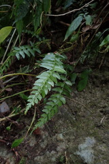 Polystichum formosanum