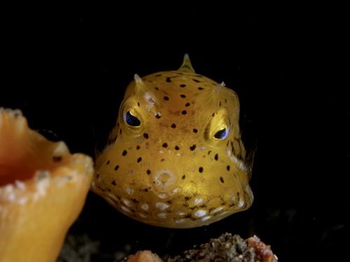 Thornback cowfish (Lactoria fornasini) — Ostraciidae — 4