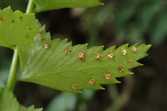 Polystichum formosanum