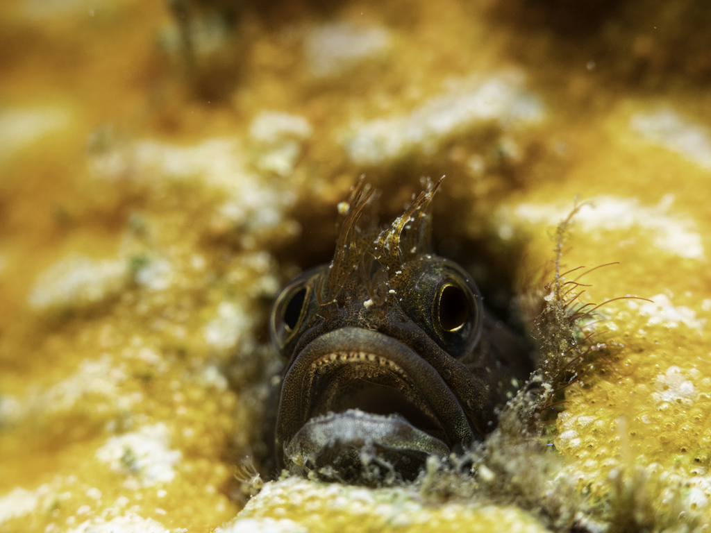 Bare sarcastic fringehead (Neoclinus nudus) — Chaenopsidae