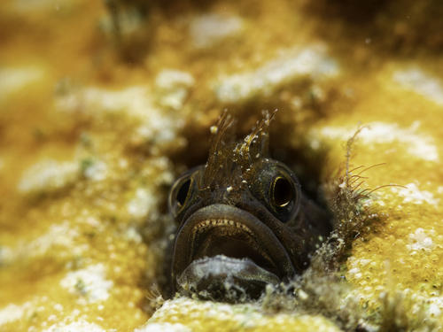 Bare sarcastic fringehead (Neoclinus nudus) — Chaenopsidae