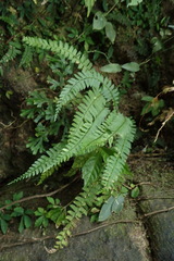 Polystichum hancockii