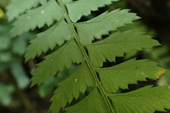 Polystichum hancockii
