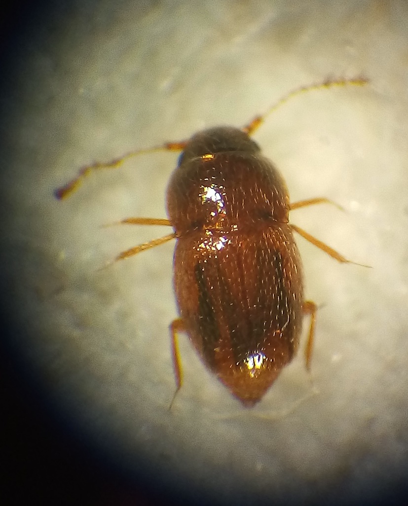 Ptinella propria