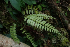 Polystichum formosanum