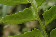 Polystichum formosanum