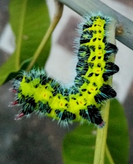 Copaxa multifenestrata