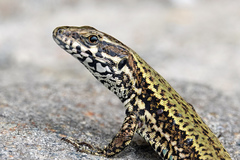 Podarcis muralis