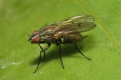 Anthomyia liturata