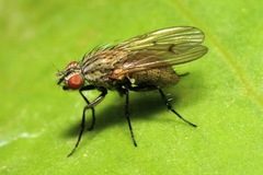 Anthomyia liturata