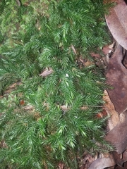 Pyrrhobryum paramattense