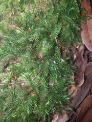 Pyrrhobryum paramattense