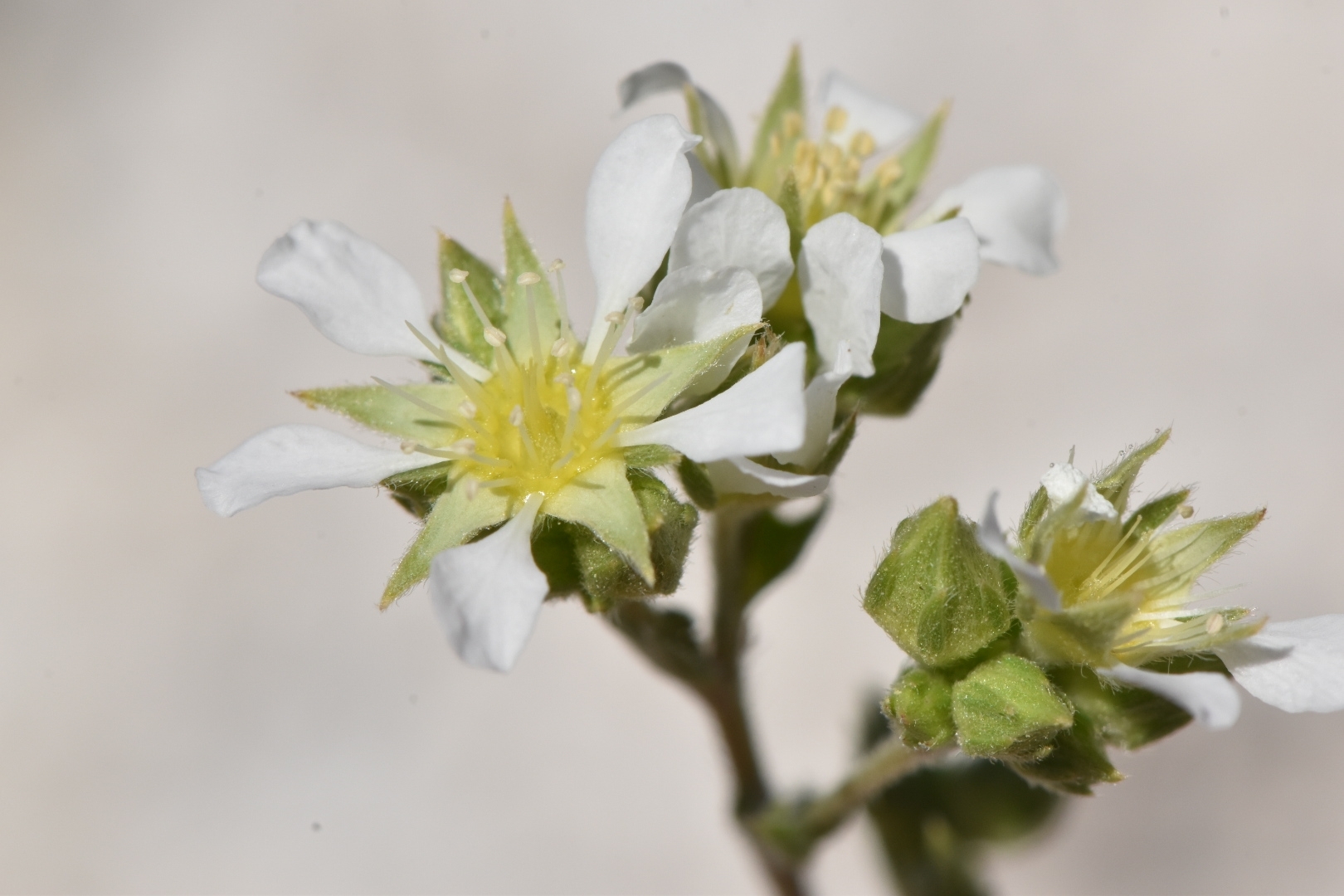 Ivesia kingii