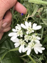 Tordylieae