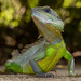 Chinese Water Dragon - Photo (c) paulmckenzie, some rights reserved (CC BY-NC)