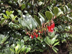 Macleania