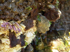 Stramonita haemastoma