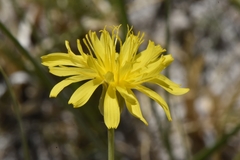 Crepis runcinata