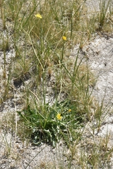 Crepis runcinata