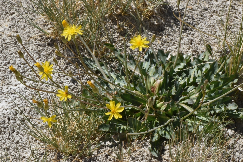 dandelion hawksbeard