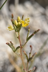Cleomella parviflora