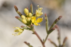 Cleomella parviflora