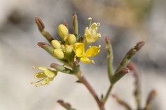 Cleomella parviflora