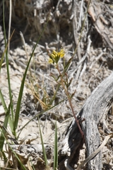 Cleomella parviflora