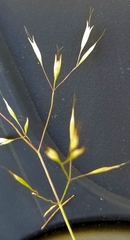 Deschampsia danthonioides