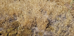 Deschampsia danthonioides