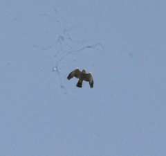 Kaupifalco monogrammicus