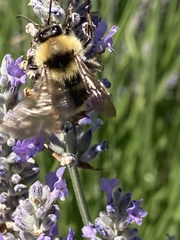 Bombus californicus