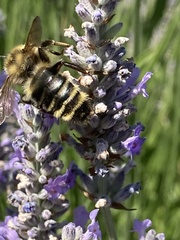 Bombus californicus