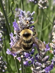 Bombus californicus