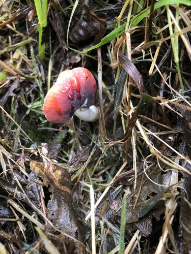 Leratiomyces image