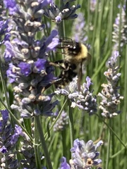 Bombus californicus