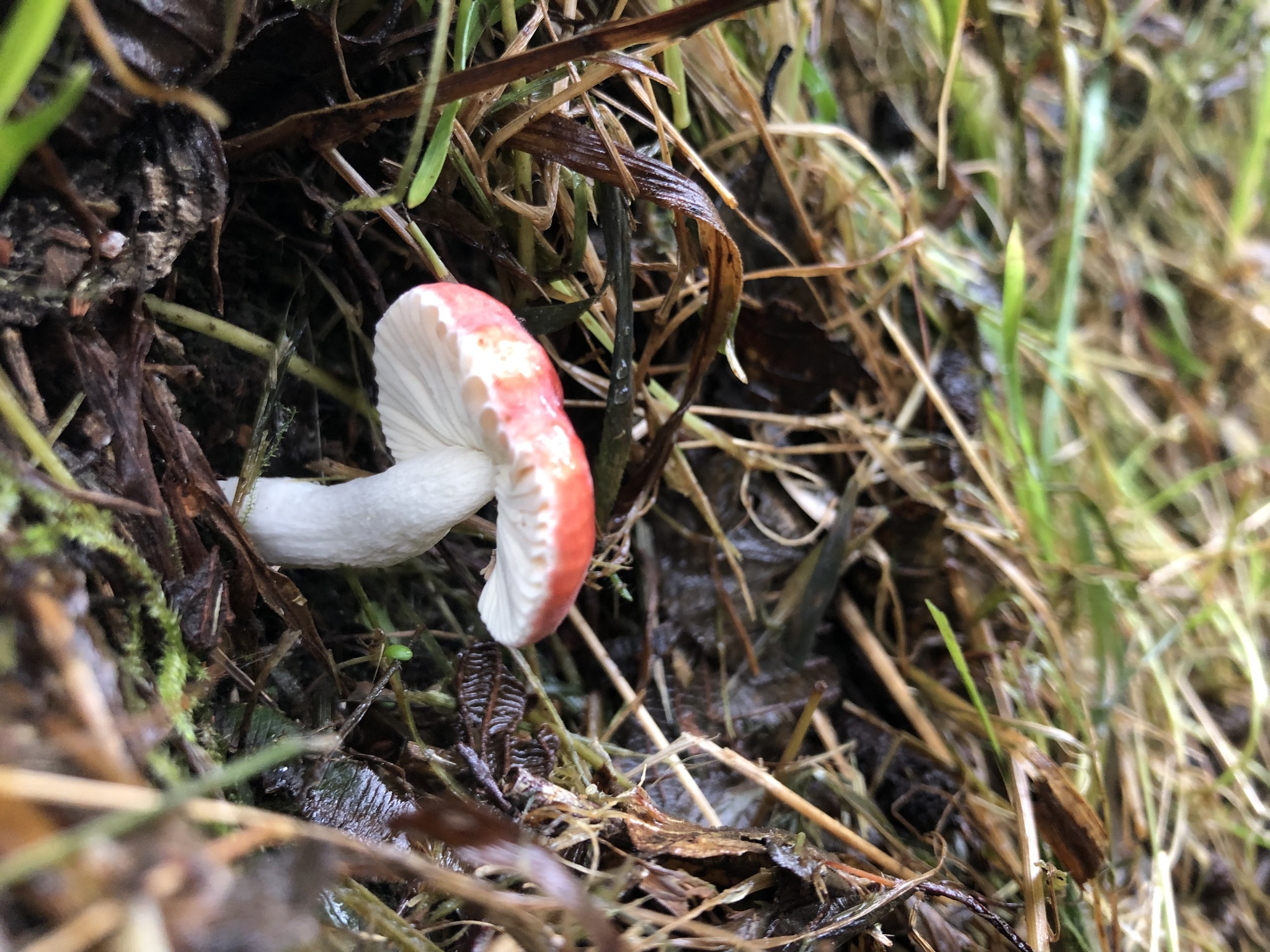 Leratiomyces image