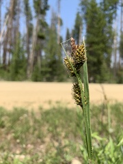 Carex raynoldsii
